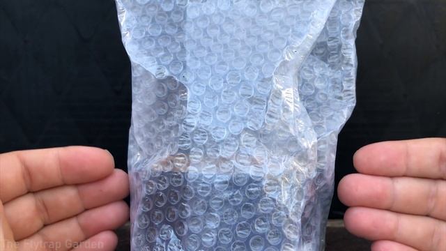 Our Seedling Cobra Lillies, Darlingtonia Californica. смотреть онлайн