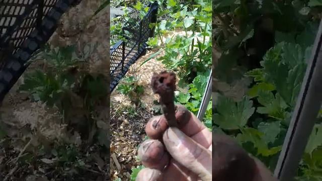 Снова о киви Стратона смотреть онлайн