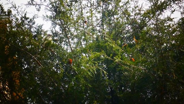 Парочка пересмешников. Североамериканский певчий пересмешник (лат. Mimus polyglottos) смотреть онлайн