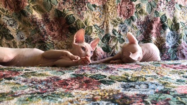 Игривые котята #котики #сфинксы смотреть онлайн