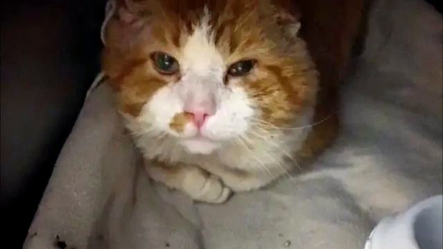 Он пришёл на чужое крыльцо, надеясь найти объедки. Его все гнали прочь! смотреть онлайн