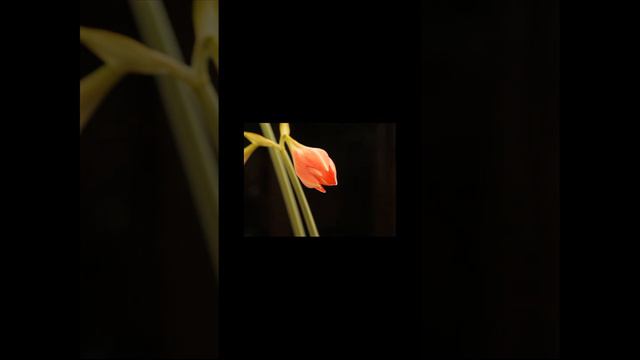 Инструментальная музыка. Релакс видео #relaxingmusic смотреть онлайн