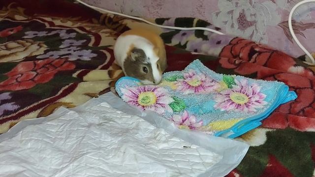 Знакомство морских свинок смотреть онлайн