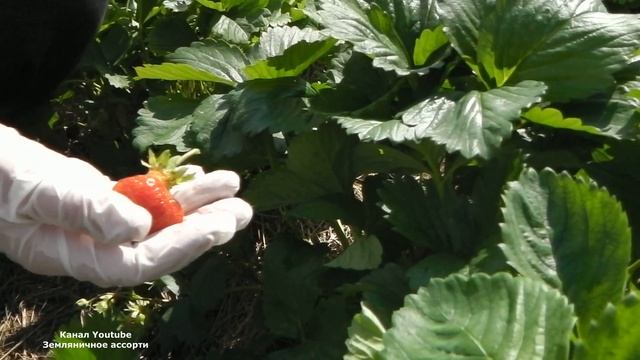 МОЛЛИНГ СТОЛЕТИЕ КЛУБНИКА С ОЧЕНЬ СЛАДКОЙ ЯГОДОЙ смотреть онлайн