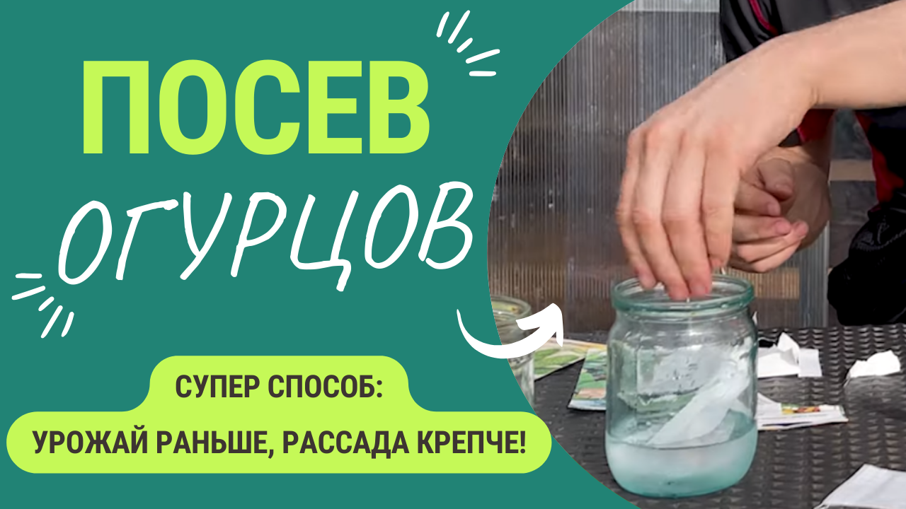Урожай огурцов раньше на 2 недели! Отличный работающий способ! смотреть онлайн