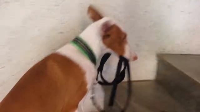 Podenco Ibicenco puppy walks himself part 2 смотреть онлайн