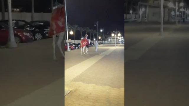 верблюд караболь пустыни , пустыня Сахара и Гоби смотреть онлайн