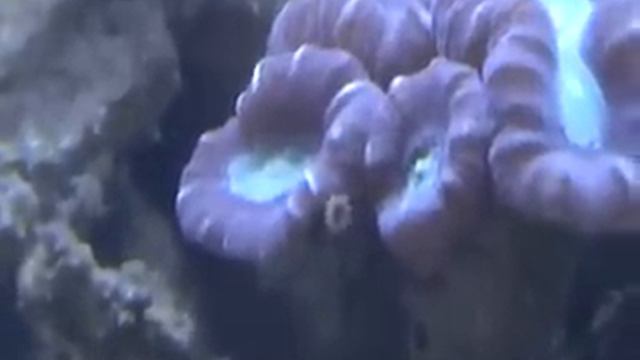 Trumpet Coral смотреть онлайн