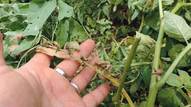 Желтый (Удав) в картошке. смотреть онлайн