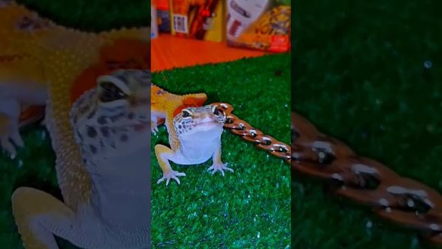 Эублефар Луна прекрасна!🦖😍🦎. #эублефар #эублефары #ящерицы #рептилии #содержаниеэублефаров #эушка смотреть онлайн