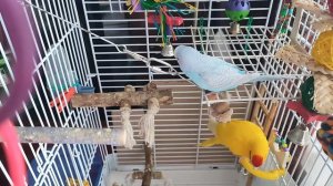 Пение Какарика. Волнистик дразнит Какарика. 2 января