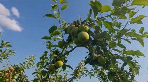 Сорт яблони "Квинти"