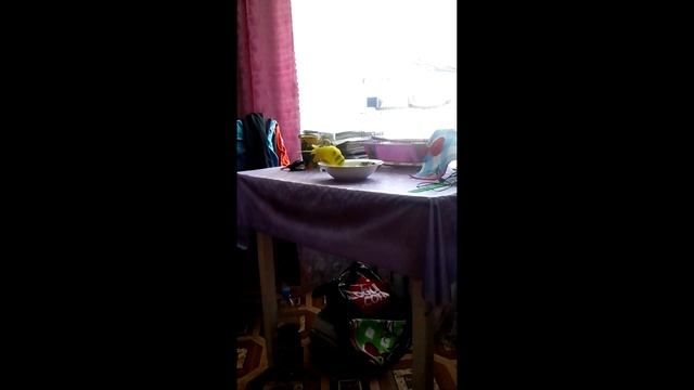 КУПАНИЕ ПОПУГАЯ. КАК КУПАЕТСЯ ПОПУГАЙ В ДОМАШНИХ УСЛОВИЯХ? Купание волнистого попугая. смотреть онлайн