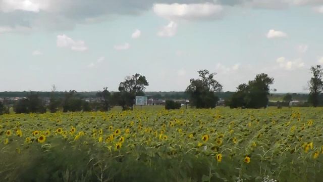 Поле подсолнухов. (Sunflower field.)