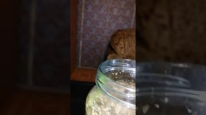 СУРИЦА - Забытый рецепт.