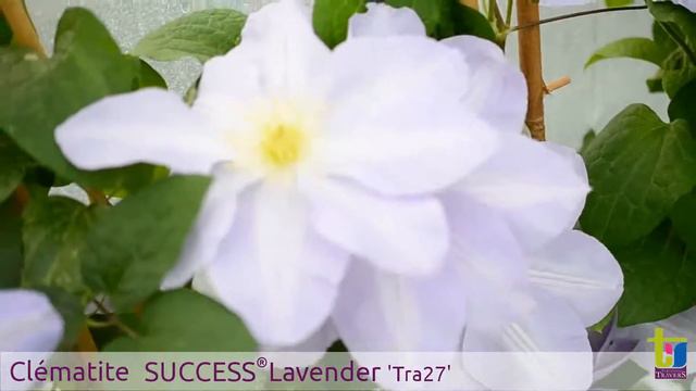 Clématite SUCCESS® Lavender 'Tra27' смотреть онлайн