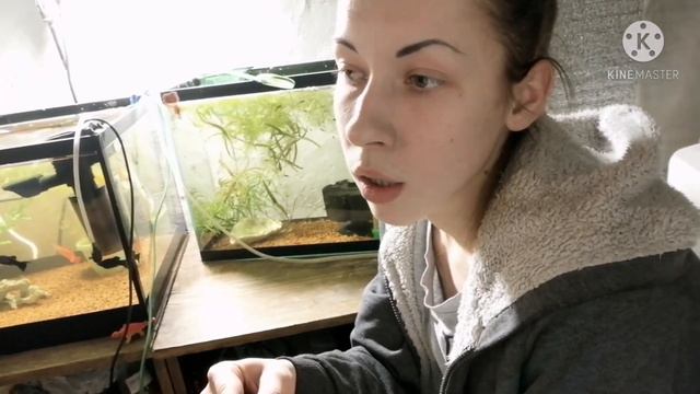 Рыбки. Самка гуппи рожает мальков.The female guppu gives birth to fry смотреть онлайн