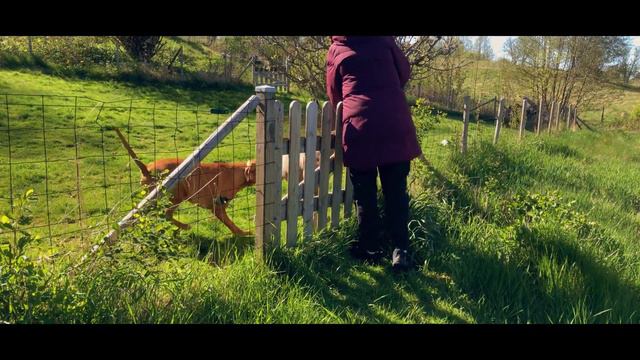 Simple Dog Training Exercise for Vizsla and Weimaraner смотреть онлайн