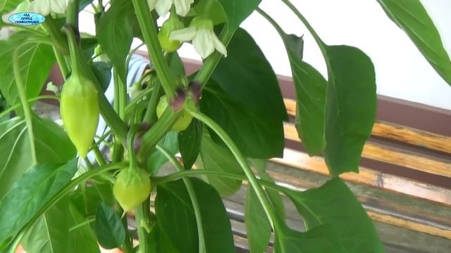 КАК МЫ ФОРМИРУЕМ СЛАДКИЙ ПЕРЕЦ. смотреть онлайн