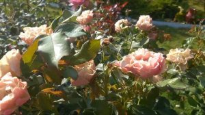 Роза Бисэнтэнер дэ Гийо.Второе цветение роз.