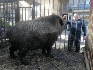 Секачу монстру Фунтику 7 лет!!! Что будет дальше?