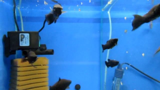 Моллинезии содержания и уход! смотреть онлайн