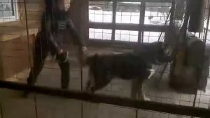 Как кусается кавказская овчарка