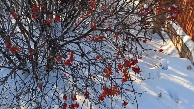Кабы не было зимы! В. Толкунова, веселая песенка! смотреть онлайн
