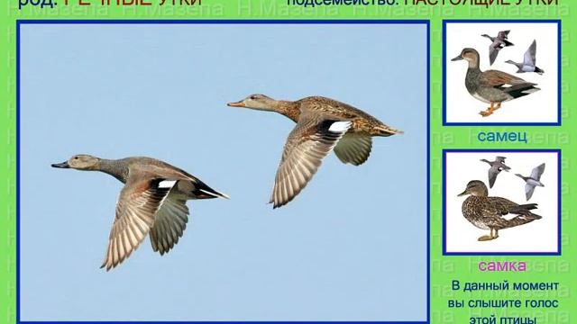 Утки. 1 часть из 3. Голоса птиц России смотреть онлайн
