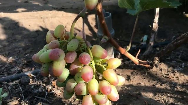 Экскурсия по питомнику винограда. 7.08.2019 смотреть онлайн