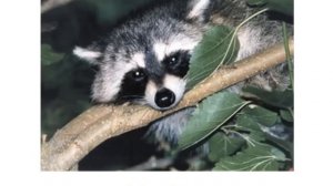 Презентация для детей по Доману. Животные и звуки