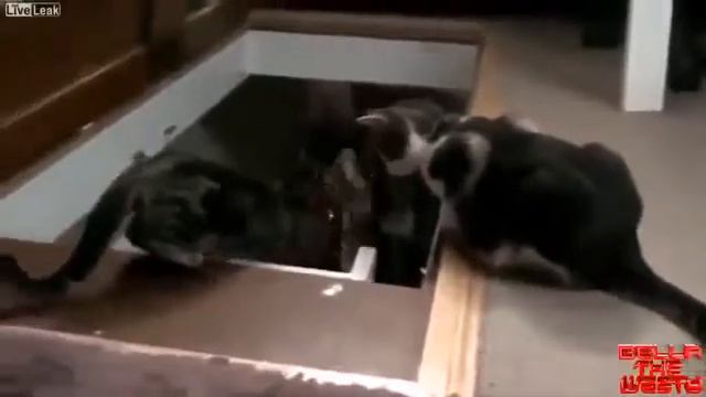 Кот скинул своего кореша с лестницы ПРИКОЛ смотреть онлайн