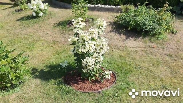 Роскошно цветут гортензии? Розы благодарят за уход) смотреть онлайн