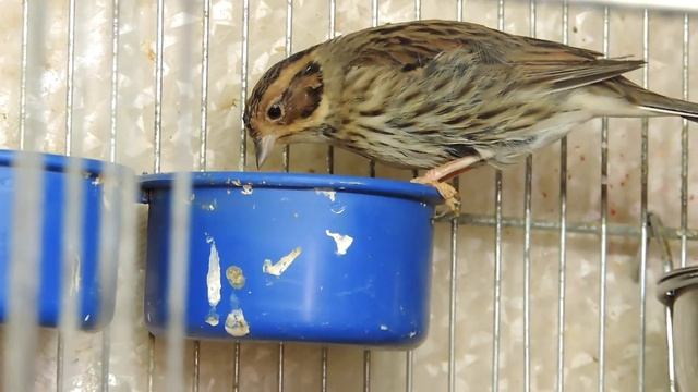 Овсянка крошка-Emberiza pusilla смотреть онлайн