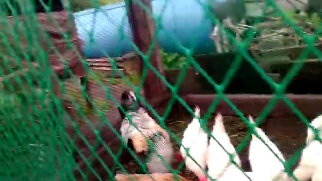 Наши курочки несушки смотреть онлайн