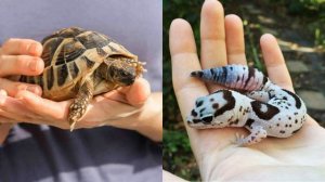 Выбирашки #212 Выбери необычного питомца