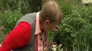 Мискантус китайский: описание, посадка и уход в открытом грунте