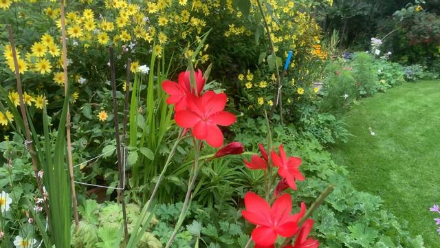 Plants in Pots:October смотреть онлайн