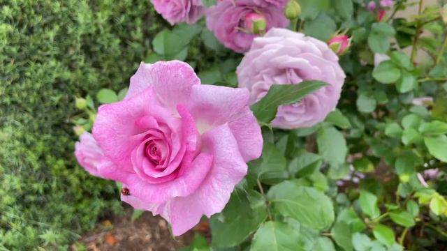 Beautiful Violet Pride Rose changes everyday #rose #violetpride #davidaustinroses #weeksrose смотреть онлайн