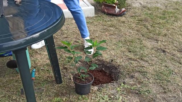 Гортензия. Как сажать гортензию. Как посадить гортензию осенью смотреть онлайн