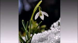 "Сказка о подснежнике"