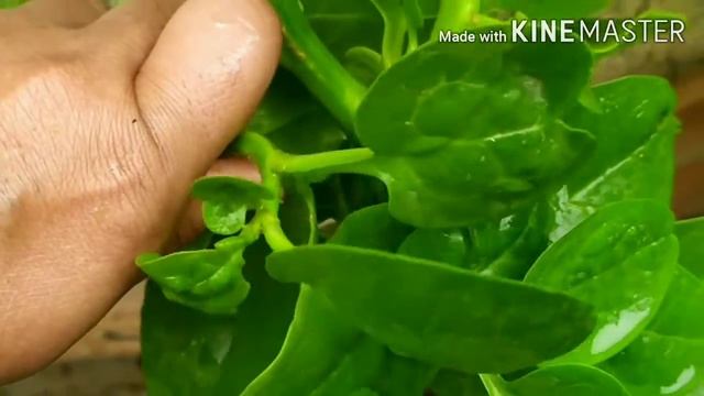 Malabar Spinach (Basella alba) Benefits and How to Grow in Soil and Water, A Climbing Perennial Vin смотреть онлайн