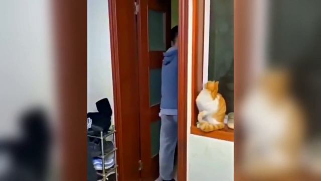 Funny Animals. Cats and dogs and others animals. Смешные животные - 38. Приколы с котами и собаками смотреть онлайн