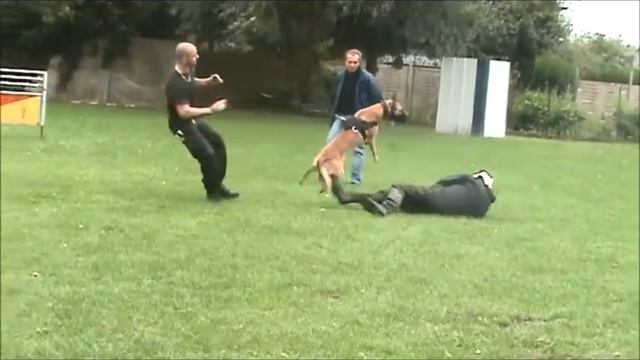 Ударно-атакующие намордники смотреть онлайн