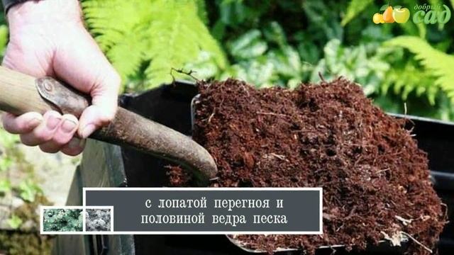 Посадка лиственницы - как правильно посадить лиственницу