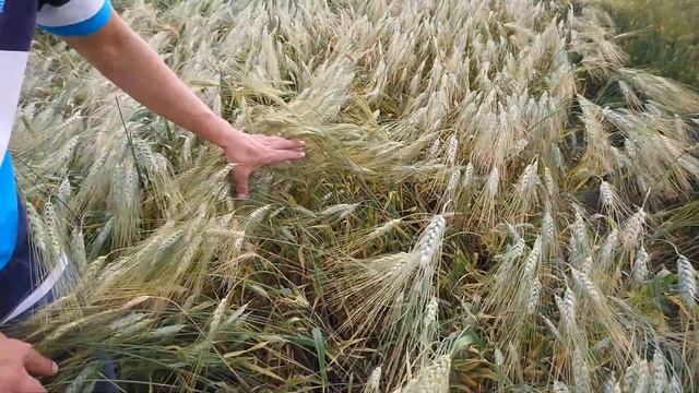 Стройка в Фокусе