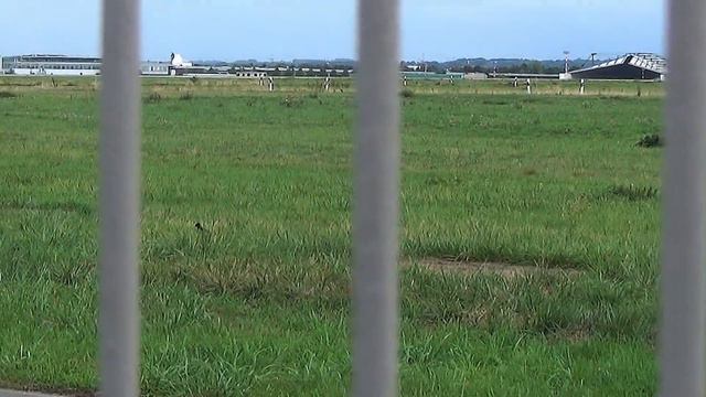 Почему сороки любят находиться на взлётном поле! смотреть онлайн