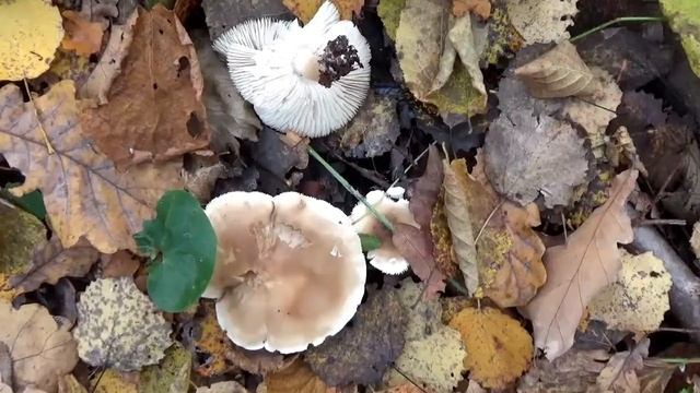 Рядовки. Мыльная рядовка. Несъедобные грибы. Как распознать. смотреть онлайн