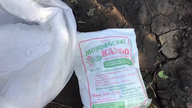 Виноград в сентябре. Вызревание лозы.