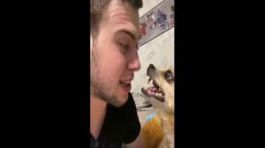 злая чихуахуа пытается съесть парня или парень и чихуахуа